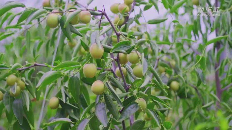 国光大枣种植技术
