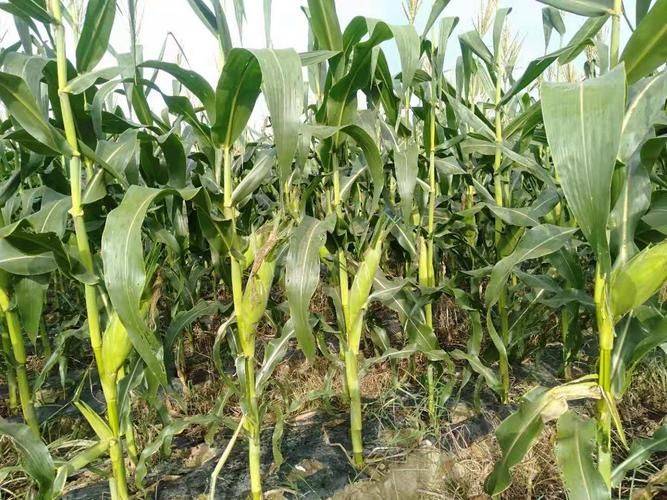Sweet corn growing technology video