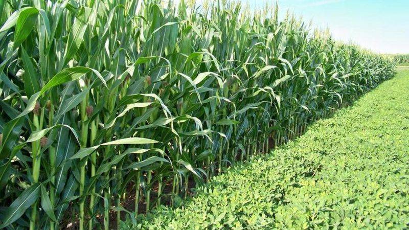 Sweet corn growing technology video