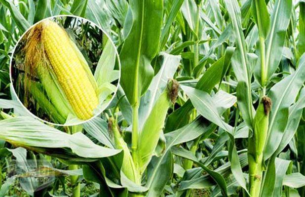 Sweet corn growing technology video
