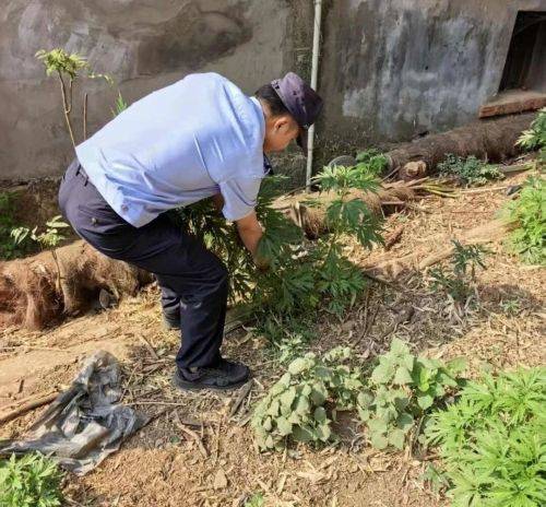 Timing and methods of cultivation of opium poppy