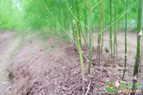 Seed cultivation methods