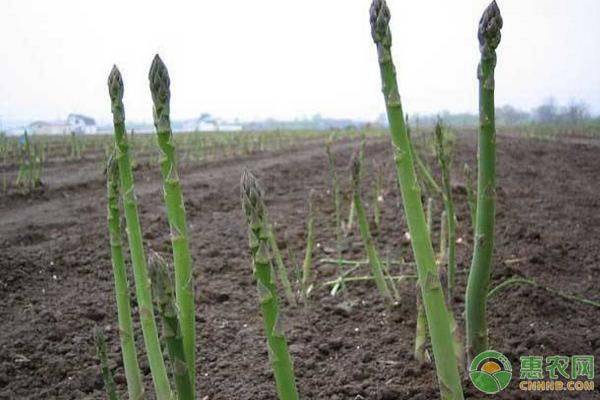 Seed cultivation methods