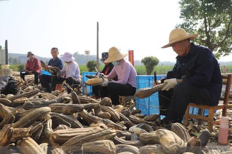 Picture of the method of cultivation of the silk melon