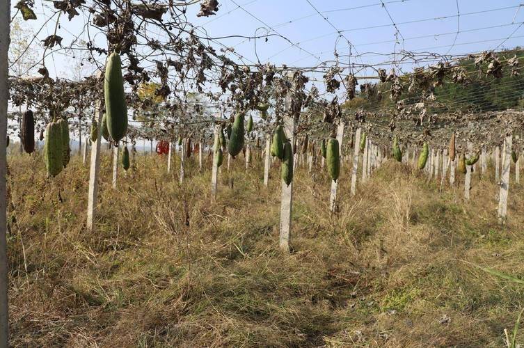 Picture of the method of cultivation of the silk melon