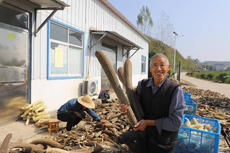 Picture of the method of cultivation of the silk melon
