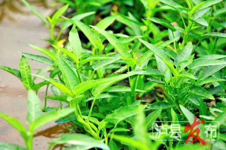 泸州泸县：空心菜抢“鲜”上市