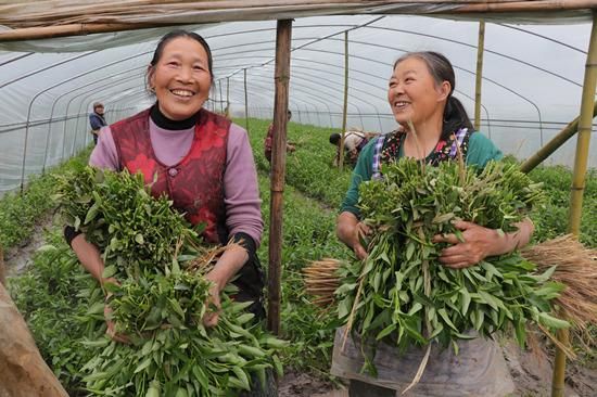 空心菜种植技术