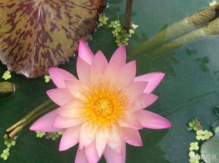 睡莲土培的种植方法