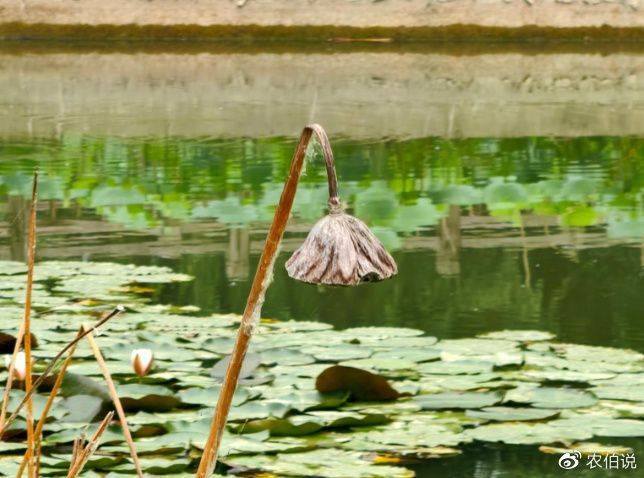 睡莲土培的种植方法