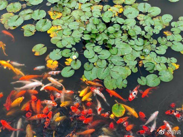 睡莲土培的种植方法