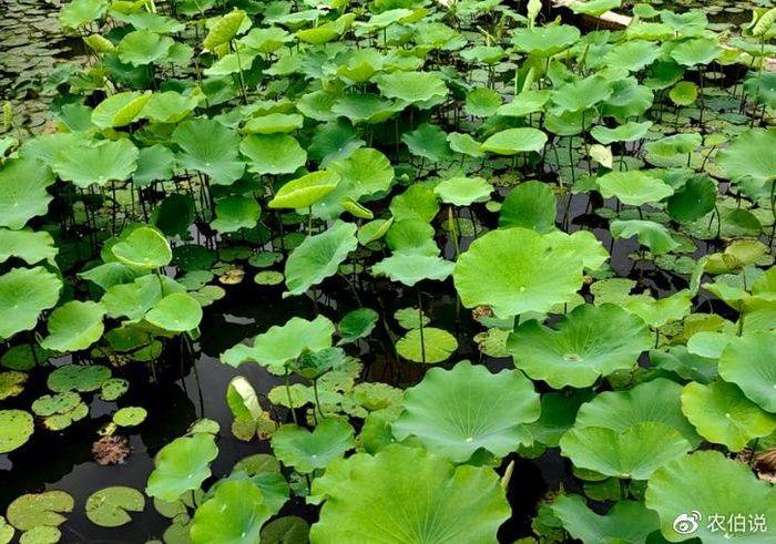 睡莲土培的种植方法