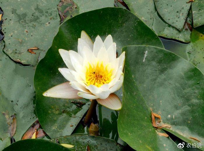 睡莲土培的种植方法