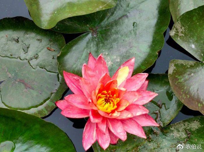 睡莲土培的种植方法