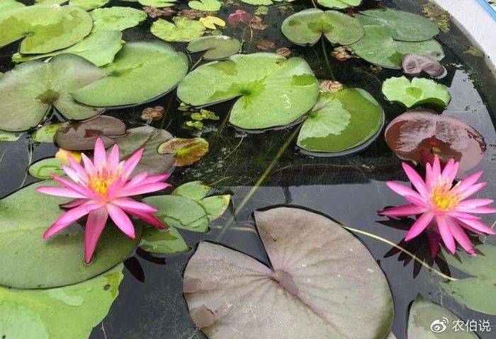 睡莲土培的种植方法