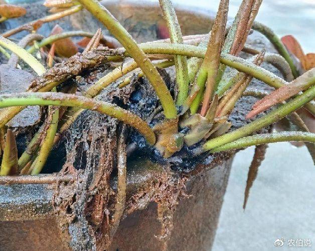 睡莲土培的种植方法