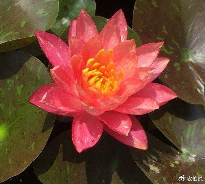 睡莲土培的种植方法