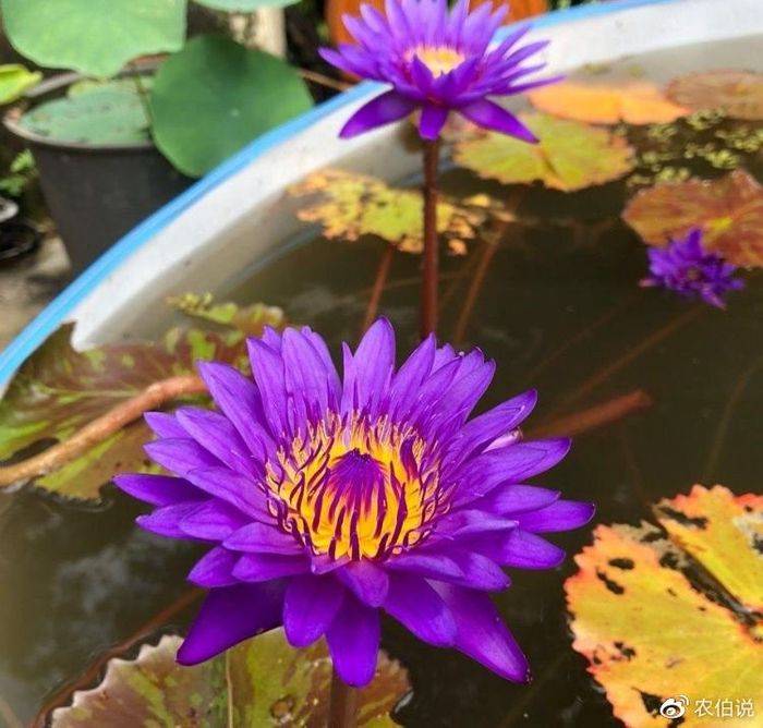 睡莲土培的种植方法
