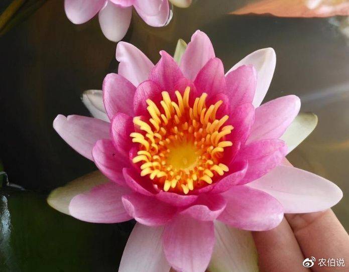 睡莲土培的种植方法