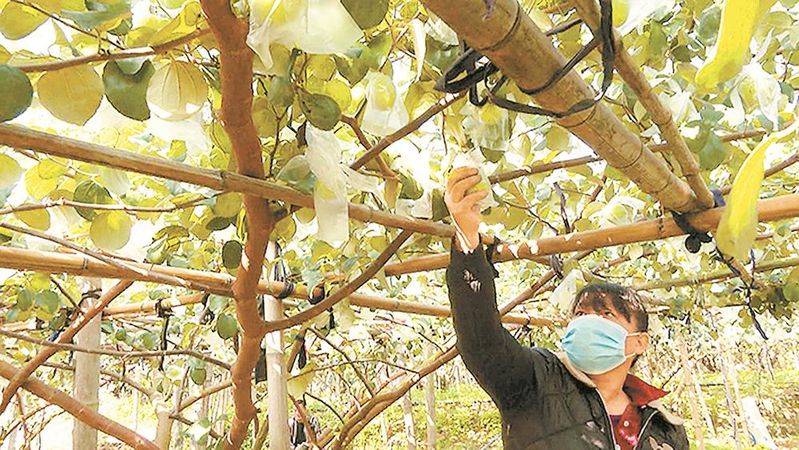 国光大枣种植技术