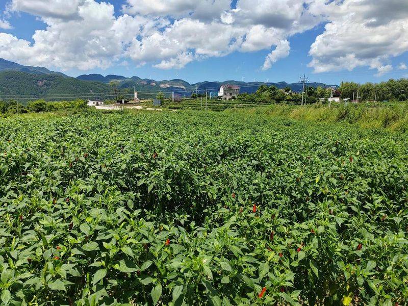 A video of the winter pepper growing technology