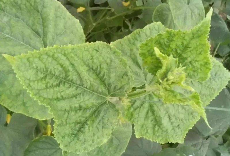 Technology for open cucumber cultivation