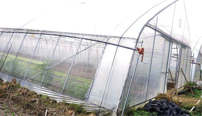 Technology for open cucumber cultivation