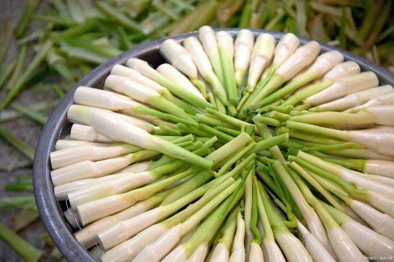 茭白种植技术视频