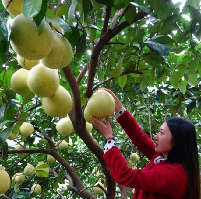A video on the techniques of planting grapefruit trees