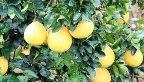 A video on the techniques of planting grapefruit trees