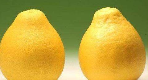 A video on the techniques of planting grapefruit trees