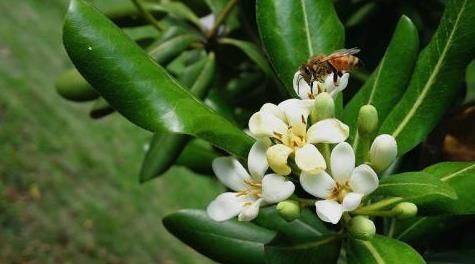 A video on the techniques of planting grapefruit trees