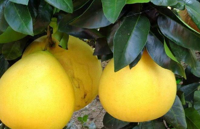 A video on the techniques of planting grapefruit trees