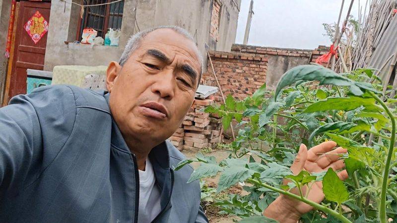 Winter tomato cultivation techniques