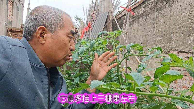 Winter tomato cultivation techniques