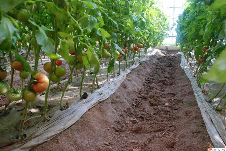 Winter tomato cultivation techniques