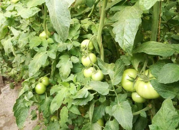 Winter tomato cultivation techniques