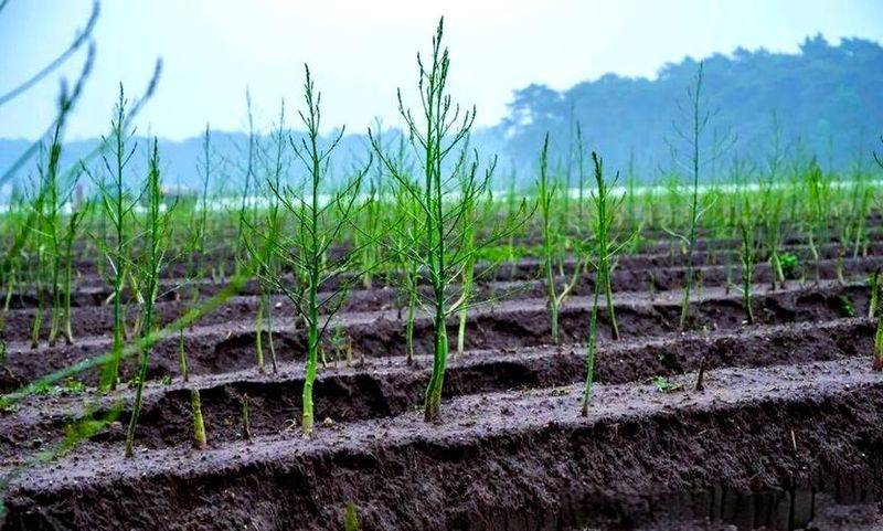 芦笋栽培技术_1农业种植技术栽培技术