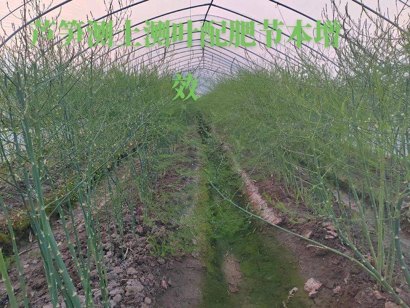 芦笋种子种植方法