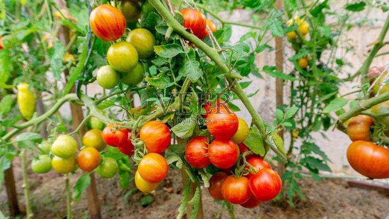 Winter tomato cultivation techniques