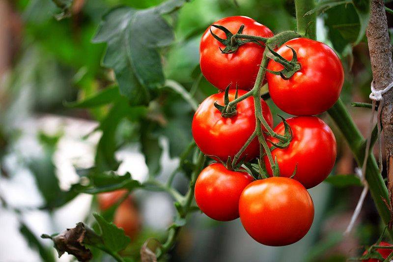 Winter tomato cultivation techniques