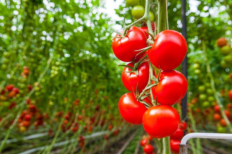 Winter tomato cultivation techniques