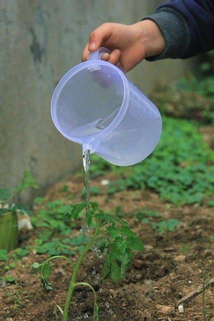 Winter tomato cultivation techniques