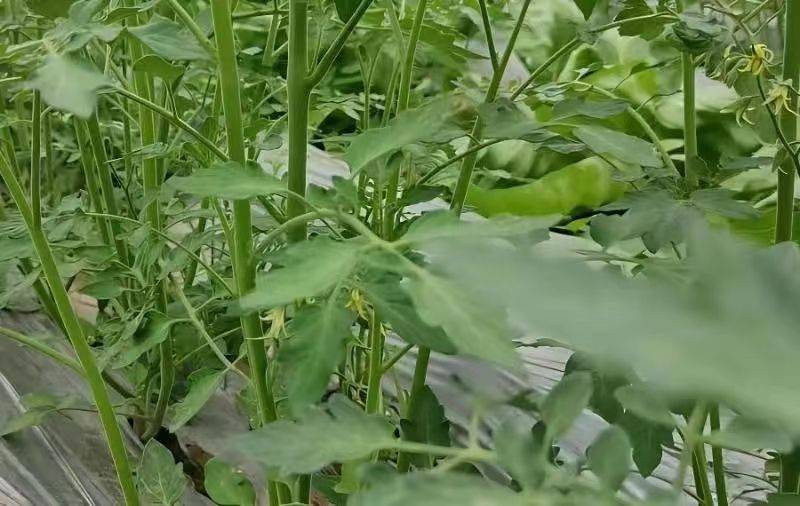 Winter tomato cultivation techniques