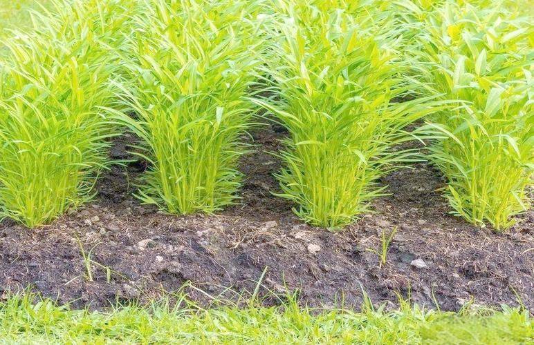 空心菜种植技术