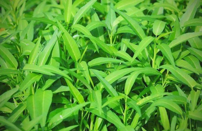 空心菜种植技术