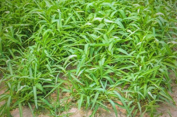 空心菜种植技术