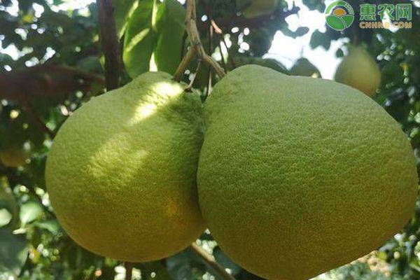 A video on the techniques of planting grapefruit trees