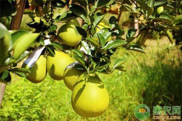A video on the techniques of planting grapefruit trees