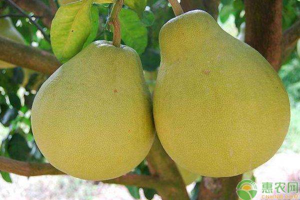 A video on the techniques of planting grapefruit trees